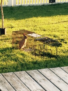 Rabbit trap
