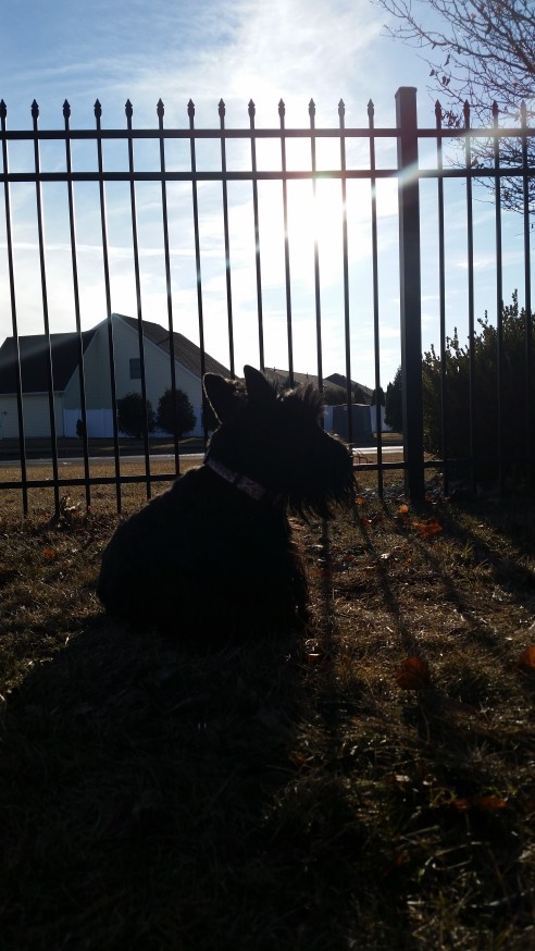 ainsley in fence with sun 3-14-2015 5-40-23 PM